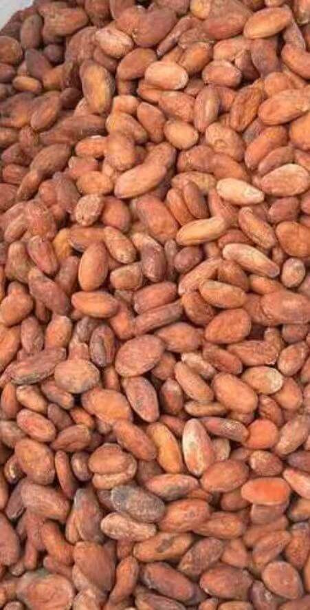 Premium Cocoa Beans / Fèves de Cacao