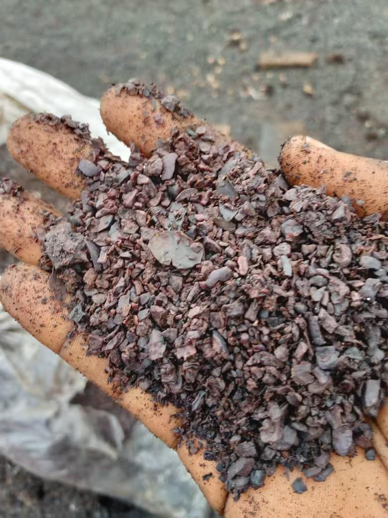 Farmer holding cocoa beans